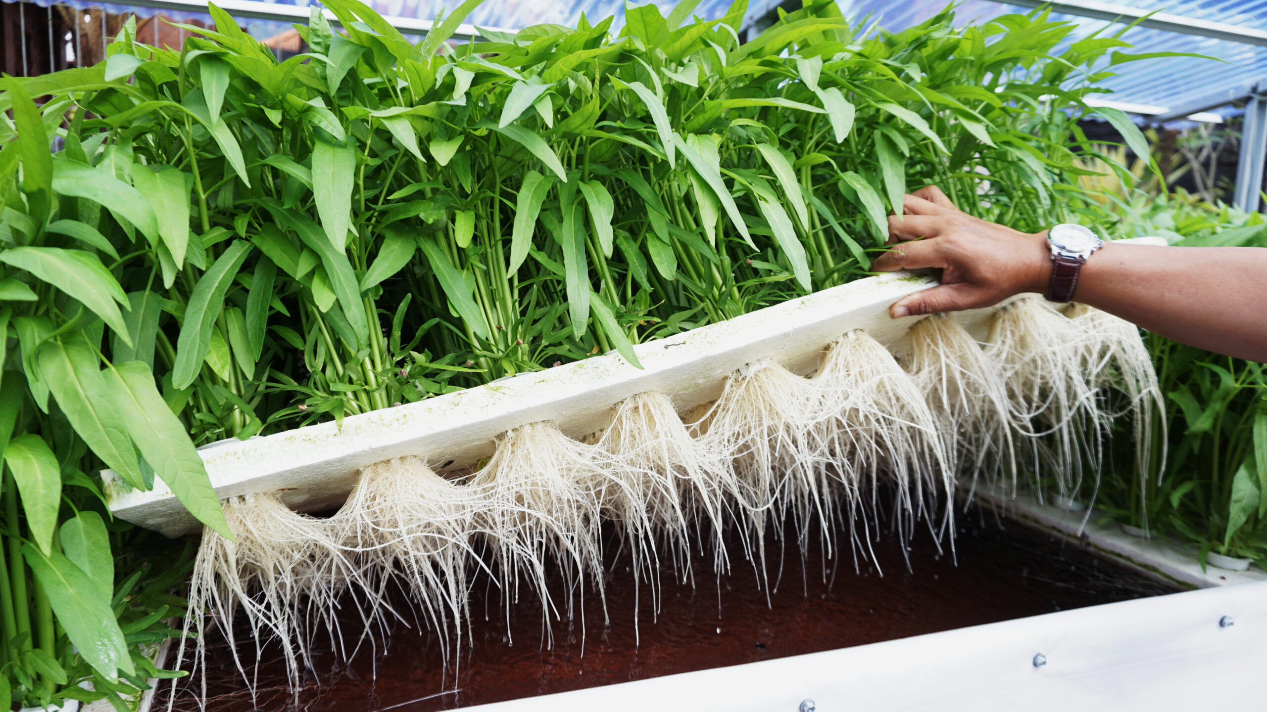 plants grown hydroponically, lots of strong root growth under the surface.