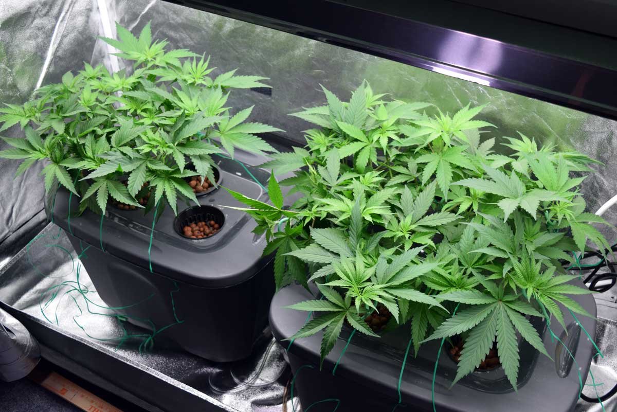 healthy hemp plants growing in a hydroponic system.